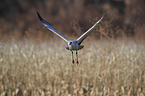 sandhill crane