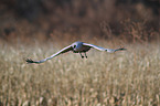 sandhill crane