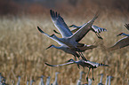 sandhill cranes