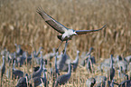 sandhill cranes