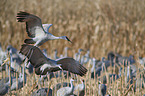sandhill cranes