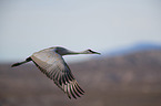 sandhill crane