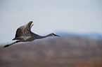sandhill crane