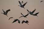 sandhill cranes