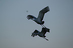 sandhill cranes