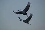 sandhill cranes