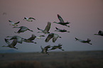 sandhill cranes