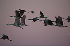 sandhill cranes