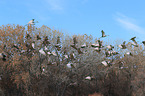 sandhill cranes