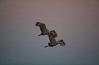 sandhill cranes