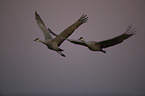 sandhill cranes