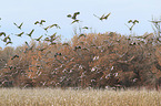 sandhill cranes