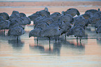 sandhill cranes