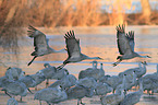 sandhill cranes
