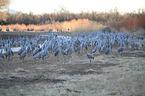 sandhill cranes