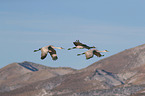 sandhill cranes