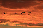 sandhill cranes