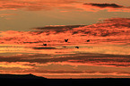 sandhill cranes