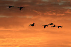sandhill cranes