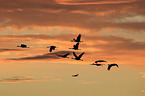sandhill cranes