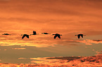 sandhill cranes