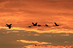 sandhill cranes