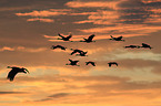 sandhill cranes