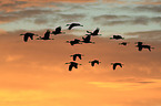 sandhill cranes