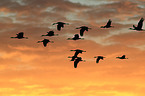 sandhill cranes