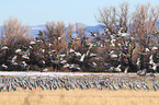 sandhill cranes