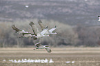 flying Sandhill Cranes