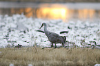 walking Sandhill Crane