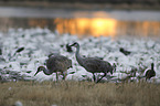Sandhill Crane when searching for food