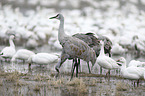Sandhill Crane when searching for food
