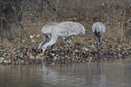Sandhill Crane when searching for food