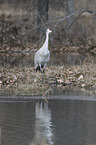 standing Sandhill Crane