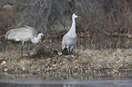 Sandhill Cranes