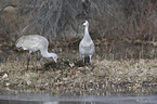 Sandhill Cranes