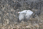 flying Sandhill Crane