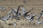 Sandhill Cranes