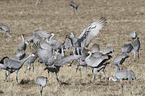 Sandhill Cranes