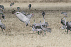 Sandhill Cranes