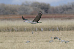 Sandhill Cranes