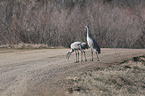 Sandhill Crane when searching for food