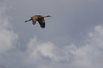 flying Sandhill Crane