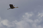 flying Sandhill Crane