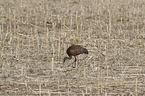 walking Sandhill Crane