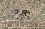 Sandhill Cranes