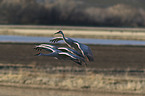 flying Sandhill Cranes