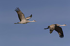 flying Sandhill Cranes